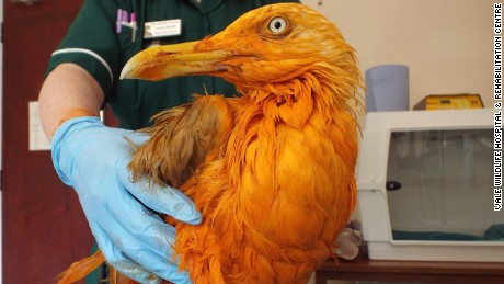 This seagull turned bright orange after falling into a vat of chicken tikka masala
