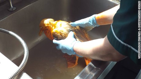 Staff at the rescue center cleaned the bird using washing-up liquid