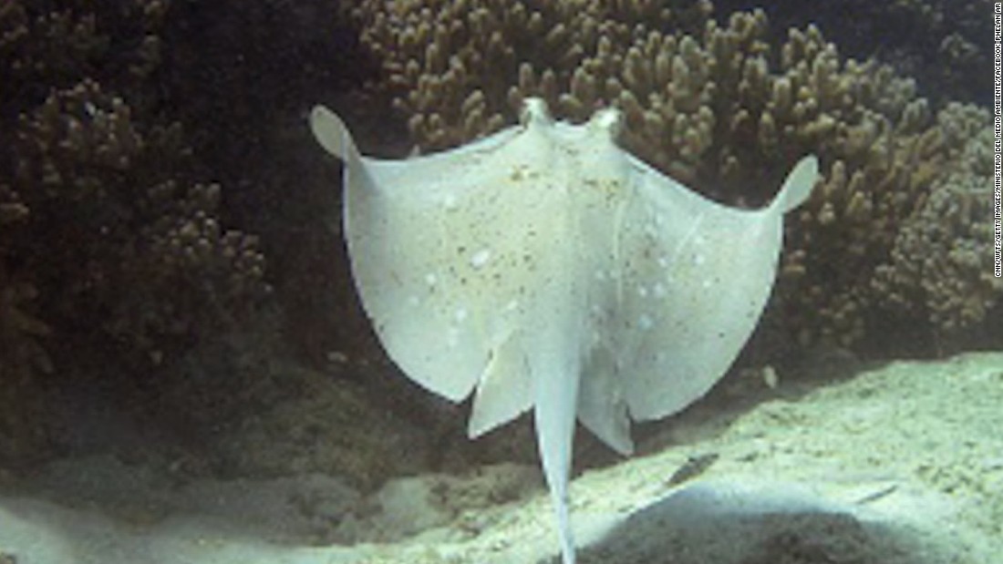 Stingray 'fever' spotted off Florida coast CNN Video