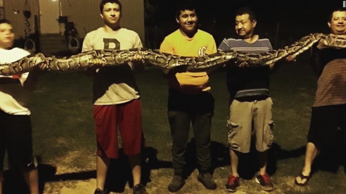 Teen Finds Massive Python In Yard Cnn Video 9868