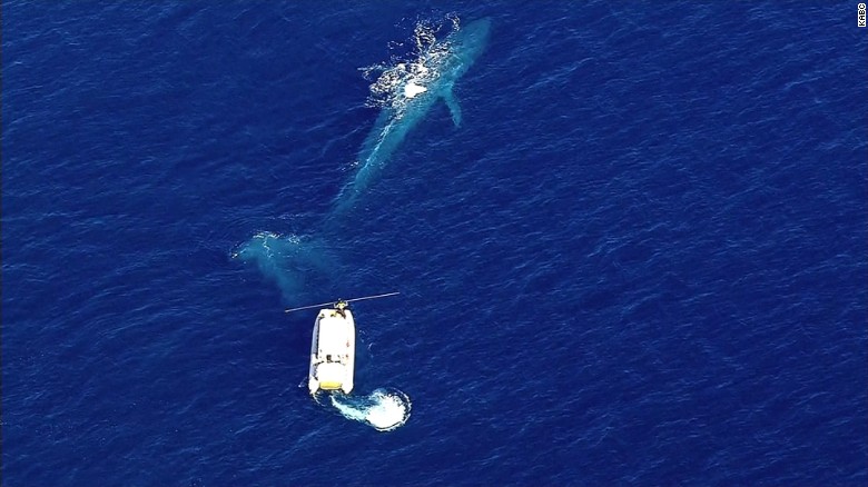 Endangered whale trapped in net - CNN Video