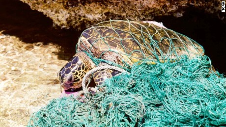 Sea turtle tangled in plastic fishing gear. 