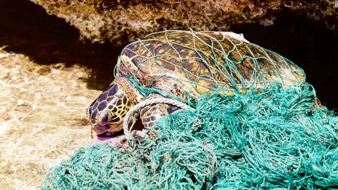 Sea turtles fall victim to ghost fishing nets.