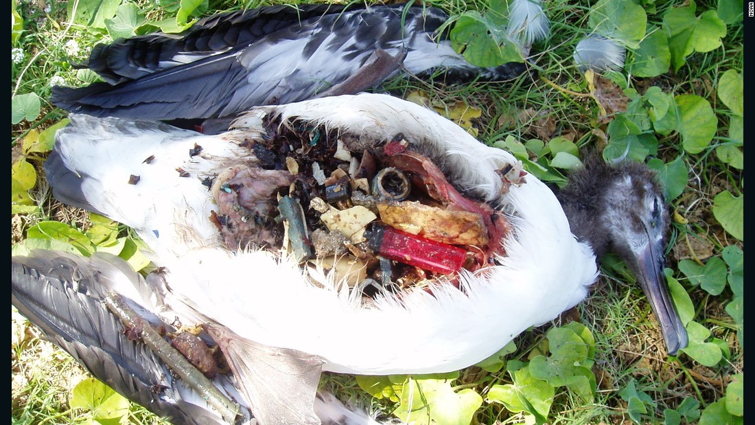 The film documents the effects of plastic on marine life. More than one million seabirds are &lt;a href=&quot;http://oceancrusaders.org/plastic-crusades/plastic-statistics/&quot; target=&quot;_blank&quot;&gt;estimated to be killed every year through entanglement and ingestion&lt;/a&gt;, often mistaking plastic for food. 