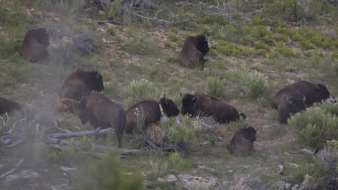 Utah 'pure' Bison Herd May Be Key To Conserving Species - CNN