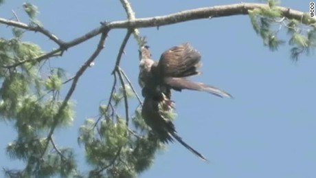 Army Vet Shoots Eagle Out Of Tree To Save It