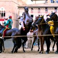 siena horses lined up