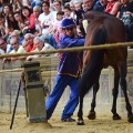 siena horses controlling horse