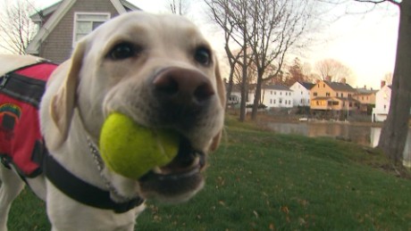 How dogs sniff out diabetes on your breath