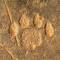 african rock art Algeria - Lion footprint