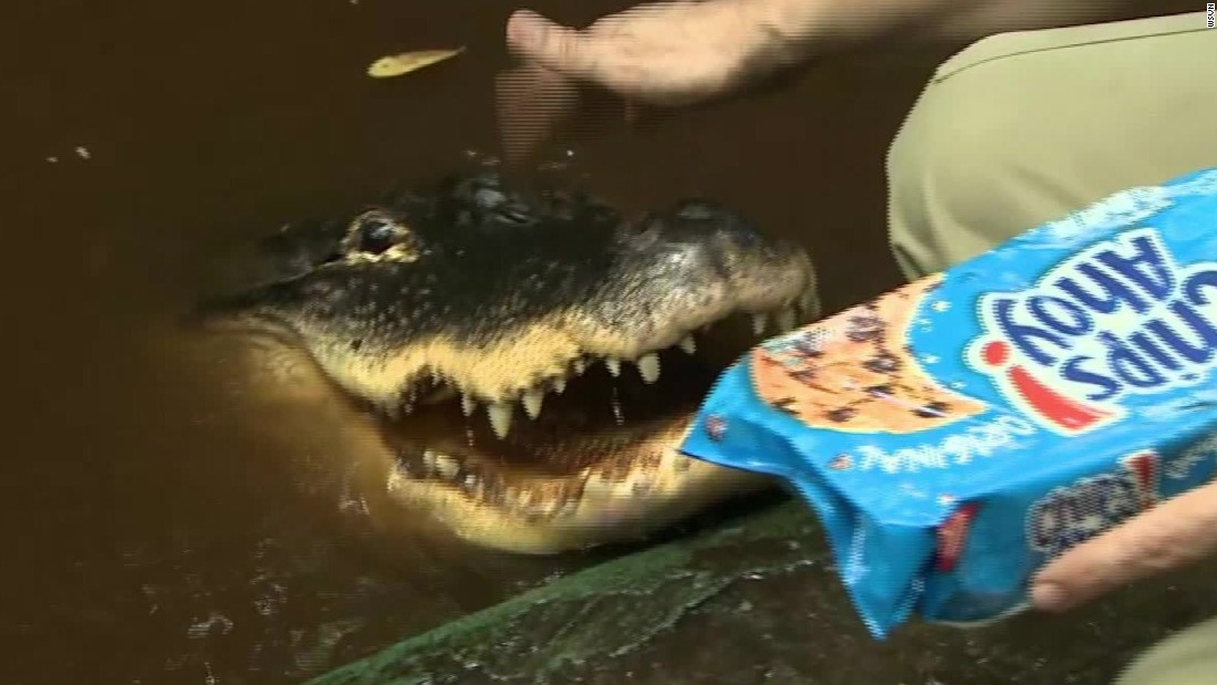 800-pound gator caught on camera - CNN Video