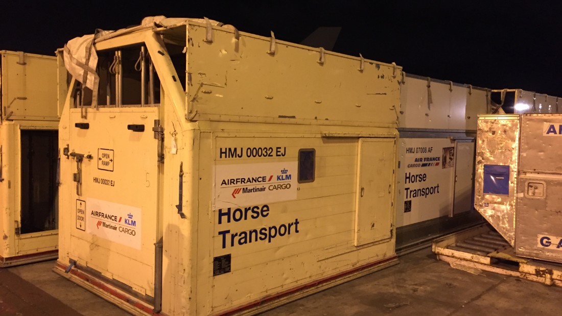 After their horse passport and health certificate are checked, the four-legged passengers are put in a special traveling stall which has good ventilation and a vibration-minimizing floor to keep those legs from getting stressed. 