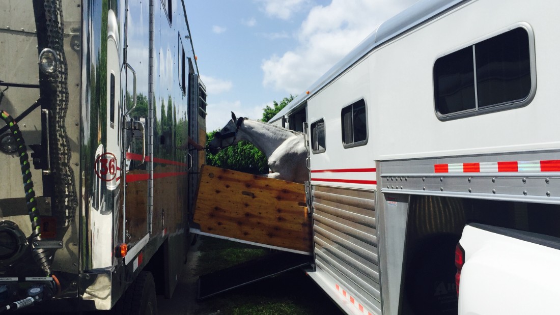 Special horse charter companies provide stall door to stall door service, picking the horse up at its home barn and transporting it in a specially air conditioned vehicle to the airport. 