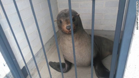 Sammy the seal was found sleeping in a public toilet in Tasmania.