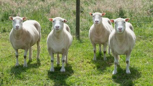 20 years after Dolly the sheep, potential of cloning remains unclear