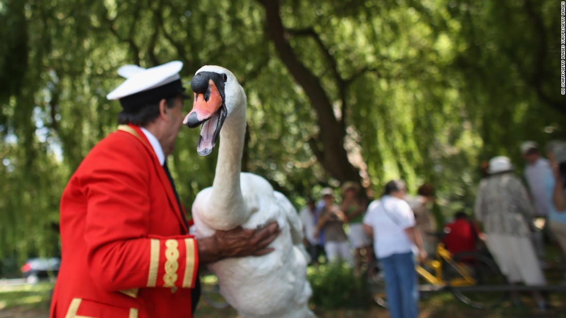 Royal Patrol Counts The Queens Swans Cnn Video 