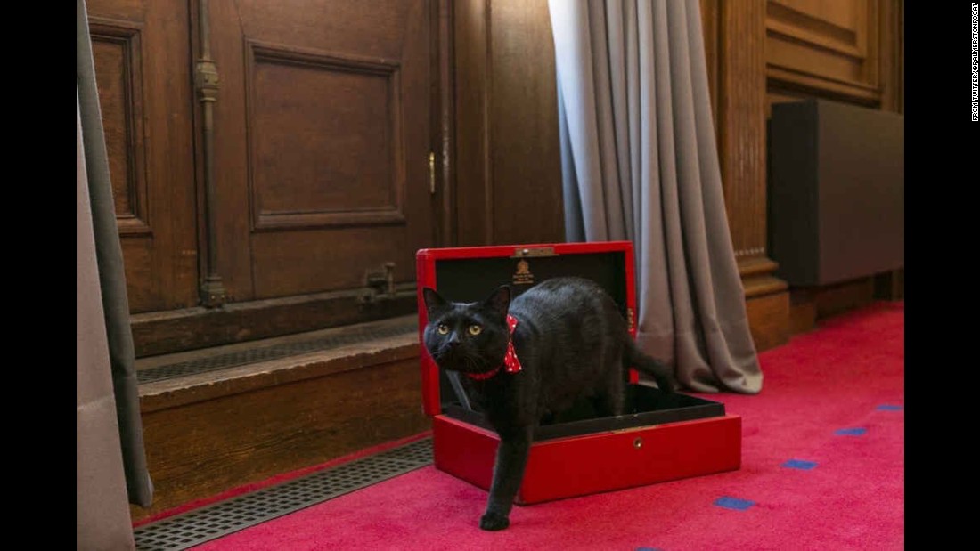 Gladstone&#39;s new job will be &quot;chief mouser&quot; at the UK Treasury.