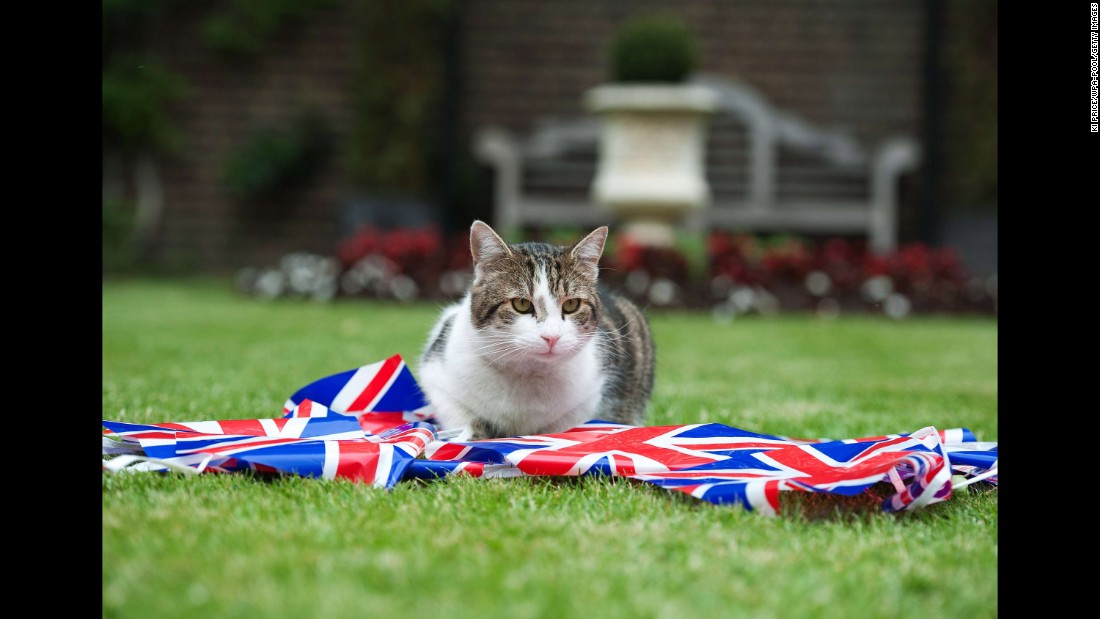 He will join Larry, official mouse catcher at Downing Street, the home of the British Prime Minister. 