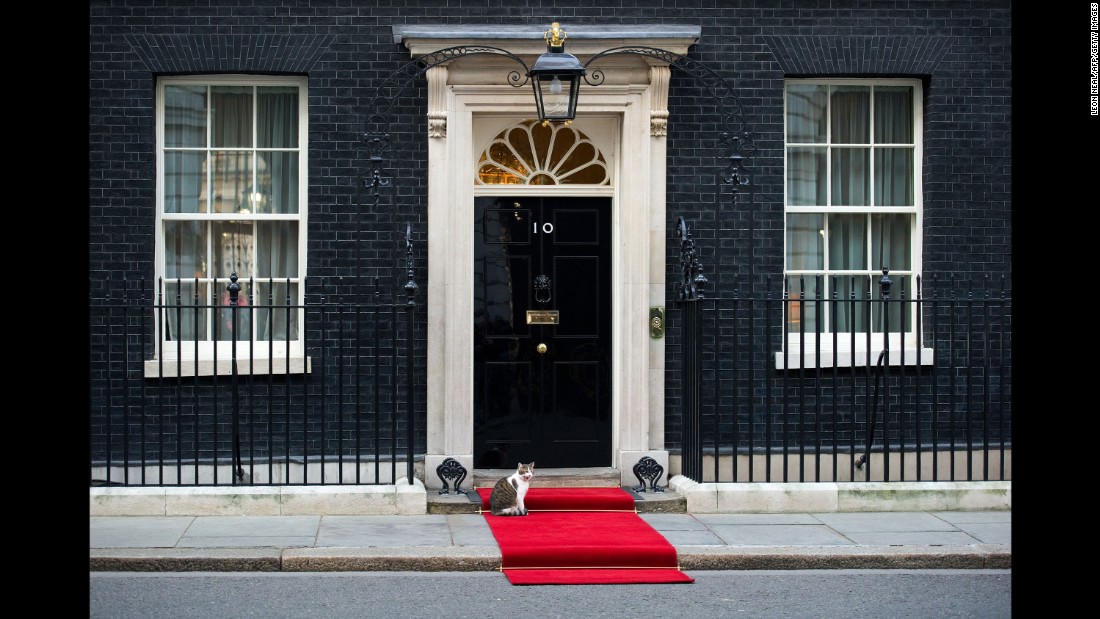 The red carpet is rolled out for heads of state, dignitaries, and... Larry. 