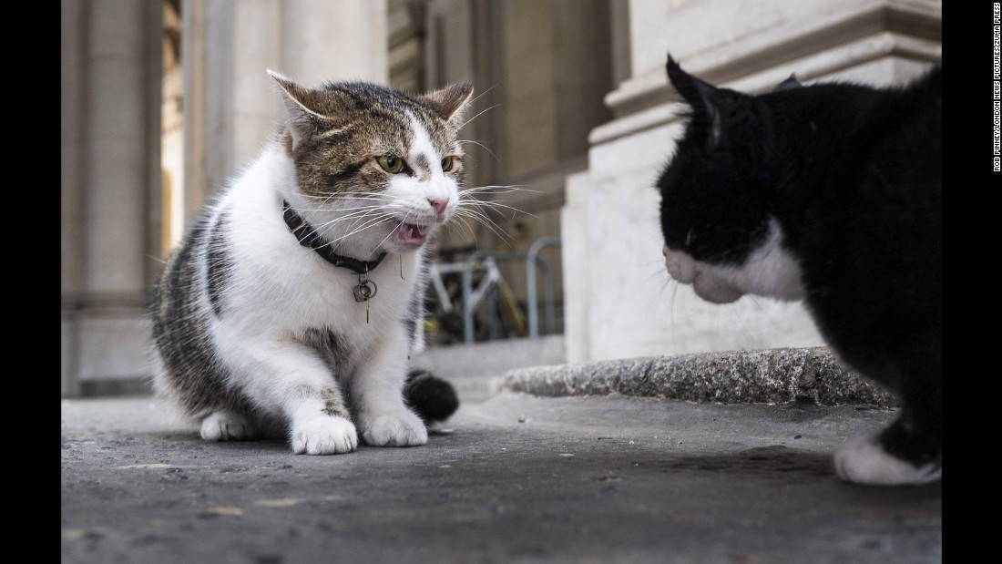 Gladstone will need to get to grips with his new neighbors. Here, Larry (left) squares off against Palmerston, the Foreign Office cat. 