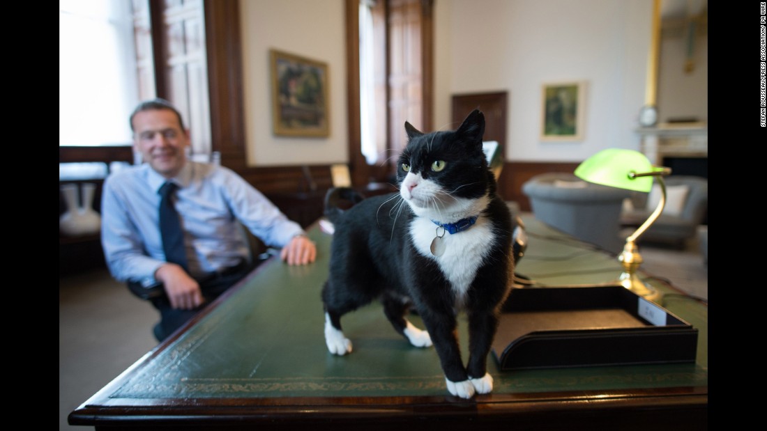 Much like Gladstone, Palmerston was also a stray cat recruited from the Battersea Dogs and Cats Home in south London. 