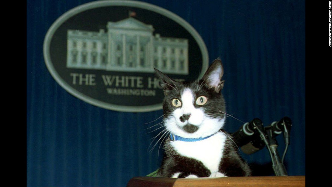In the U.S., Socks, the Clinton family&#39;s cat, entertained journalists during this press conference in 1994. 