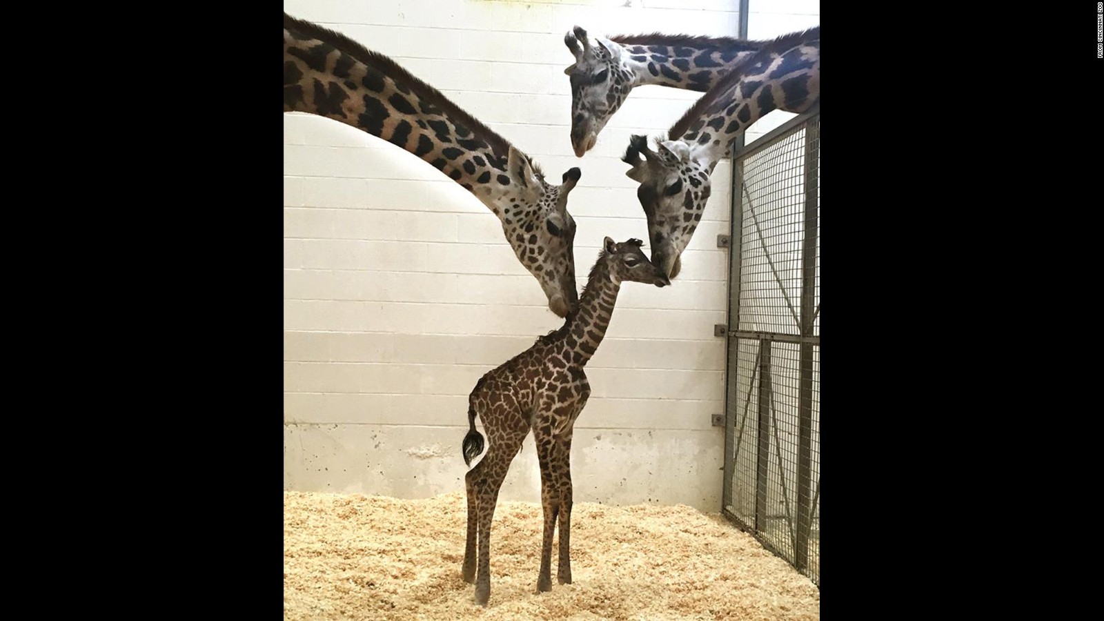 Cincinnati Zoo welcomes baby giraffe - CNN