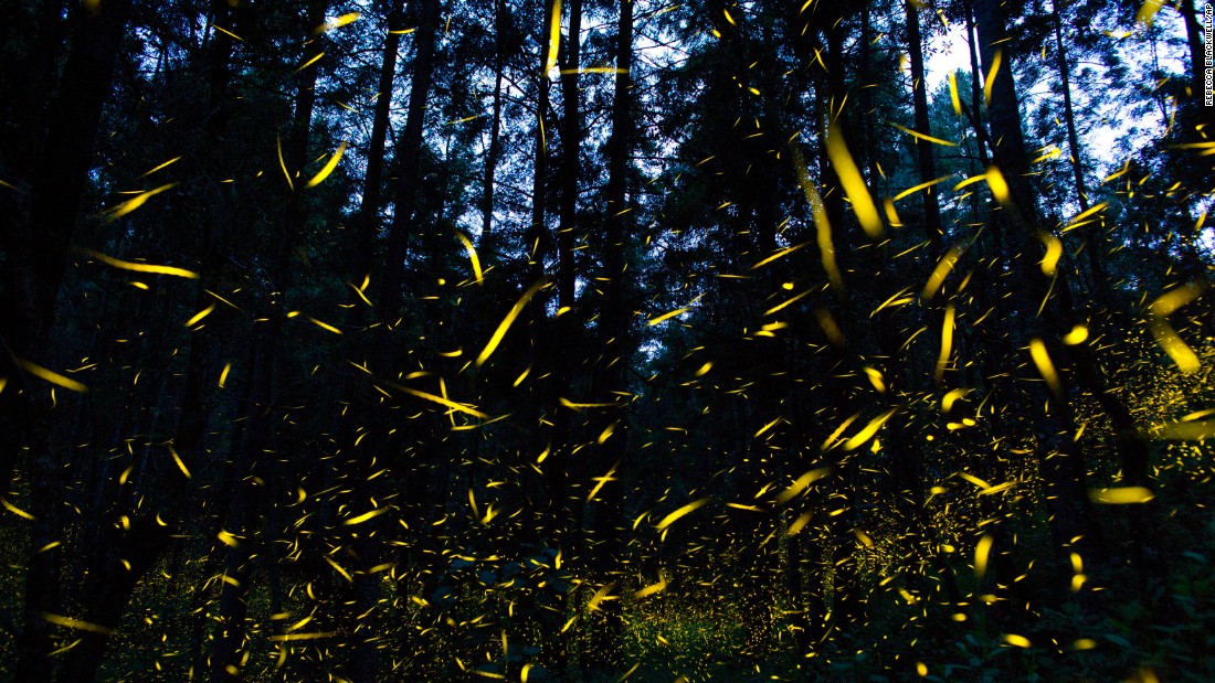 In this July 21, 2016 photo, fireflies light up a section of a forest in Mexico. At times, hundreds of the bioluminescent beetles will synchronize their lights, blinking on and off in perfect rhythm. Click through the gallery to see other bioluminescent organisms. 