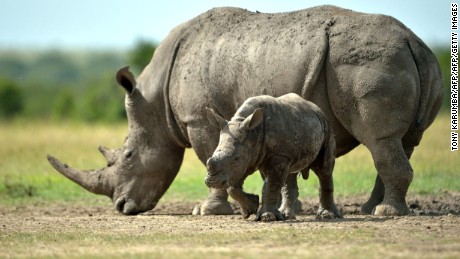 File photograph of a southern-white female rhino with her calf in Kenya.