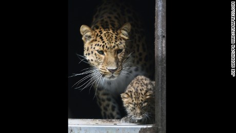 Amur leopard Kristen watches as one of her cubs explores their enclosure.