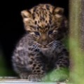 01 Amur leopards UK