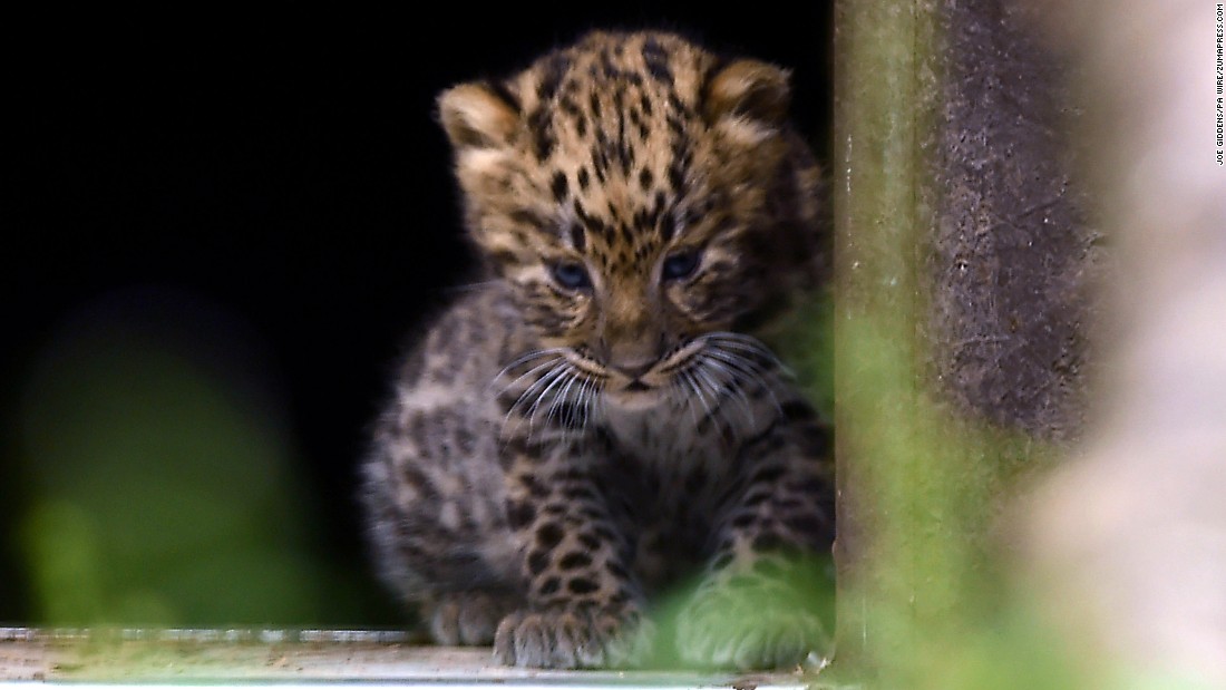 &lt;a href=&quot;https://edition.cnn.com/2016/08/03/europe/leopard-cubs-twycross/index.html&quot; target=&quot;_blank&quot;&gt;One of two Amur leopard cubs&lt;/a&gt; born at Twycross Zoo in Leicestershire, UK in August 2016. There are hopes that some captive leopards will soon be released in the wild.