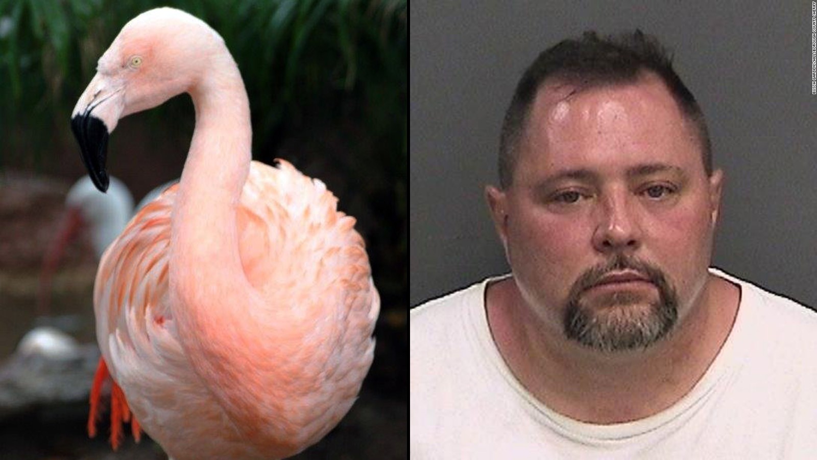 The Suspect In Pinky The Flamingo S Death Is Struck By A Truck And