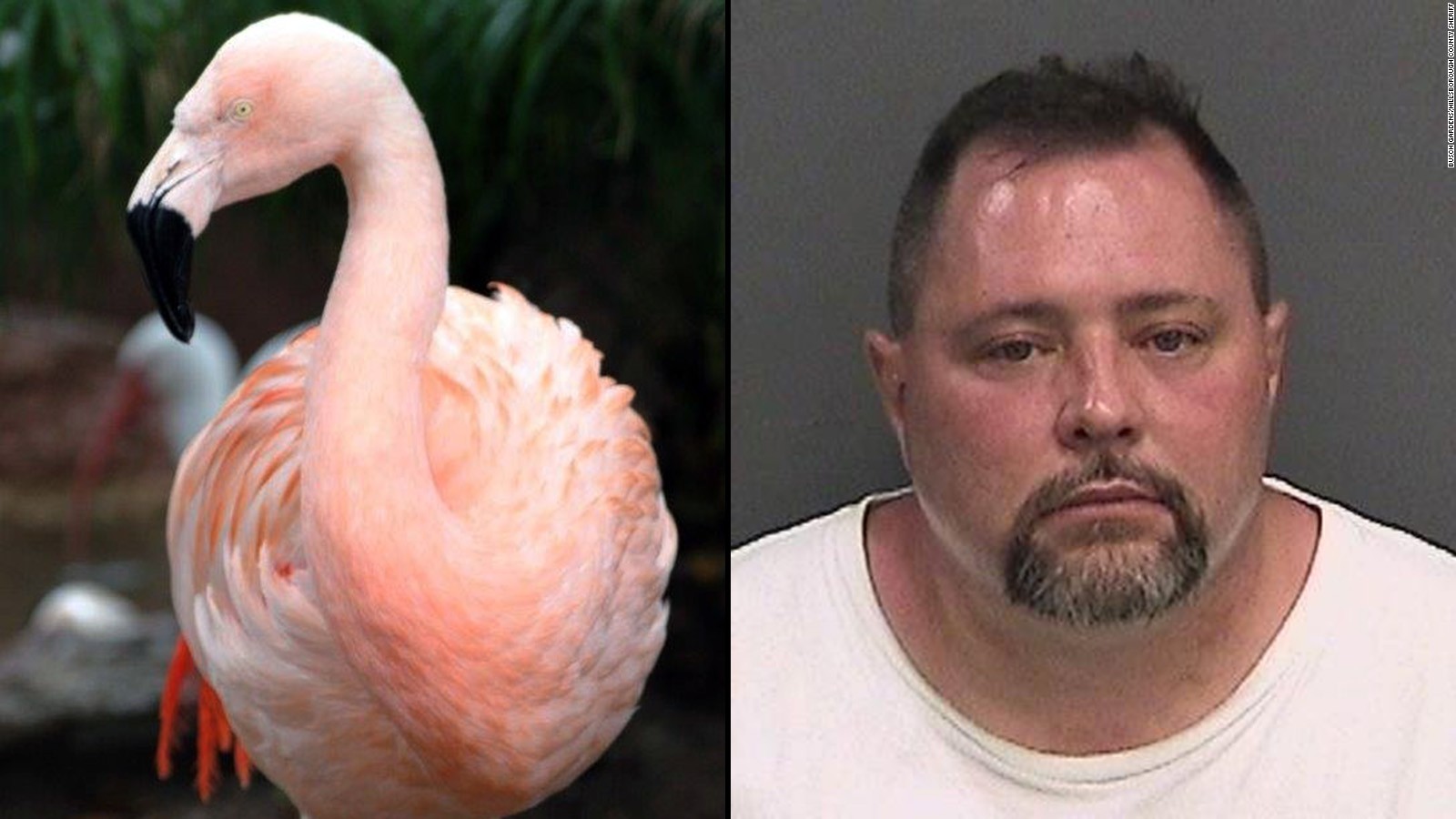 Pinky The Flamingo Dies After Attack At Busch Gardens Cnn