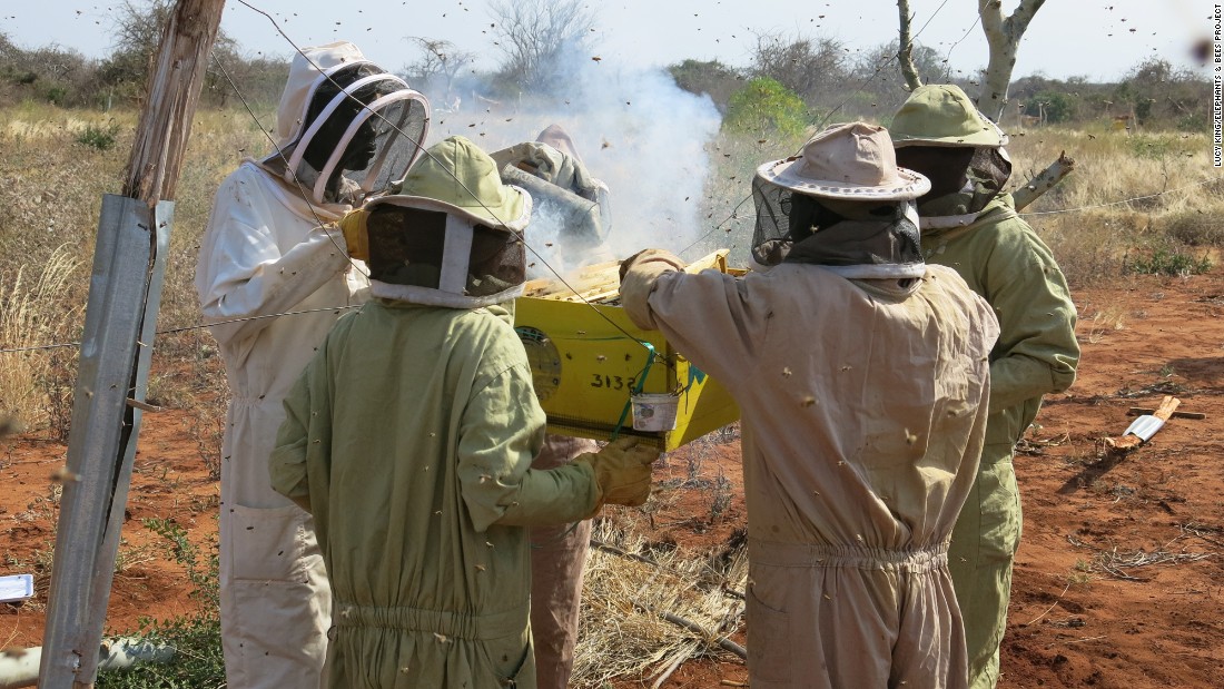 Exploring solutions, environmental researcher Lucy King has implemented her doctoral research, using bees as a deterrent to elephants who have in the past destroyed crops and agricultural equipment. 
