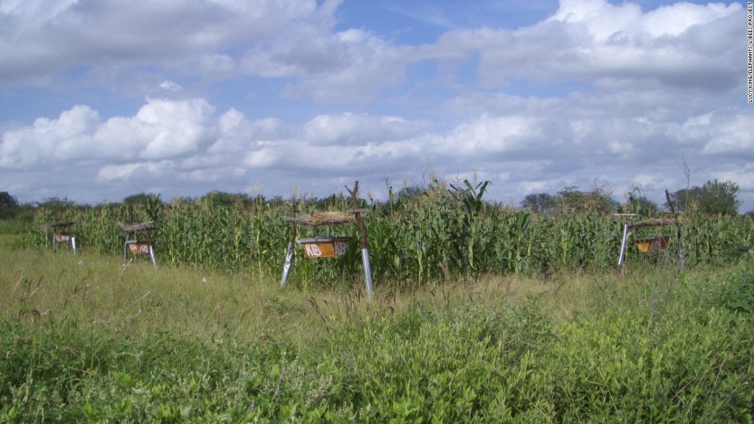 Twelve to 15 hives can protect an area between 1.5 and 2 acres -- the size of the sustenance farms King is targeting.