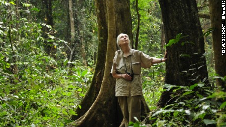World-renowned primatologist Jane Goodall