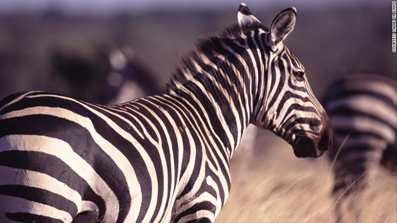 Two Zebras Die After Escaping Their Owner S Property And Trotting