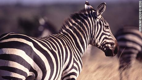Just for comparision, this is a zebra.