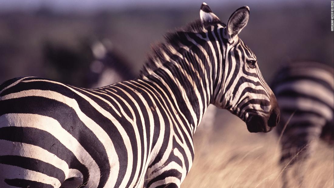 &lt;strong&gt;Riding safari, Kenya:&lt;/strong&gt; Want to get up close and personal with Africa&#39;s mesmerizing zebras? Follow them along on horseback on a riding safari in Kenya.
