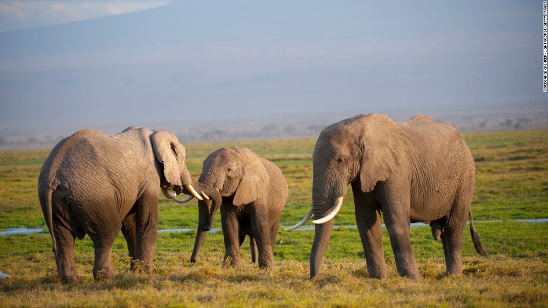 Rare aquatic species generally put land animals to shame in terms of lifespan, and yet the African elephant deserves mention. In the wild, this beast can live to be 70 years old, according to the &lt;a href=&quot;http://wwf.panda.org/what_we_do/endangered_species/elephants/african_elephants/&quot; target=&quot;_blank&quot;&gt;World Wildlife Fund&lt;/a&gt;. African elephants can grow to more than 12 feet tall and can weigh in at about 14,000 pounds. For the most part, females are fertile between the ages of 25 and 45, while it takes males about 20 years to compete in the mating game and fulfill the biological imperative to pass on their genes. Tusks are grown by both the males and the females for self-defense.