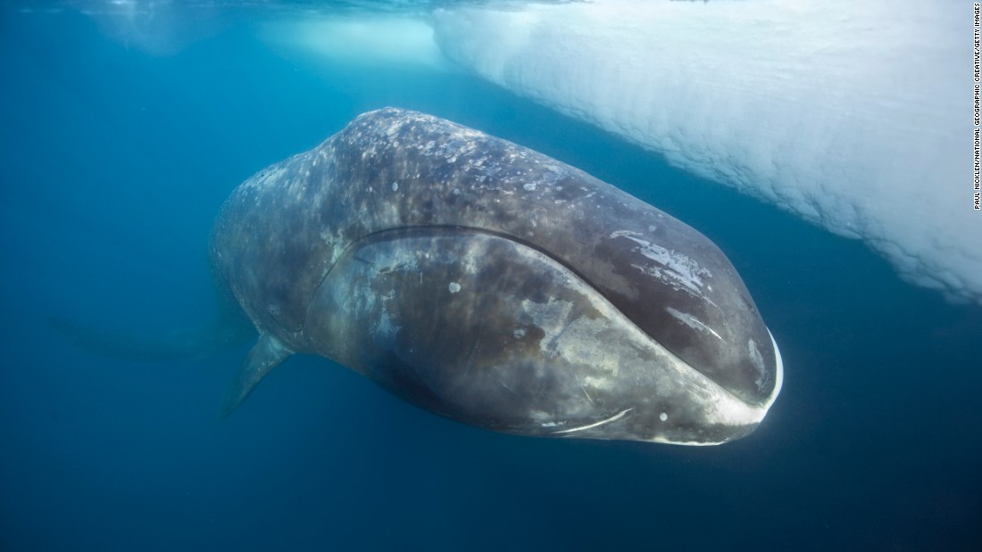 Scientists estimate the lifespan of this whale species, which commonly roams the Arctic, to be more than 100 years. This calculation is based on analyses of eye tissue plus the recovery of stone harpoon tips in their blubber, the &lt;a href=&quot;https://www.worldwildlife.org/species/bowhead-whale&quot; target=&quot;_blank&quot;&gt;World Wildlife Fund&lt;/a&gt; said. Spanning 60 feet and weighing thousands of pounds, these whales can break through 7 inches of sea ice to reach air. Black skin is accented by a single white beauty mark on the lower snout, and the females are larger than the males.&lt;br /&gt;&lt;br /&gt;After feeding, the bowhead whale comes to the surface of the water to rest.