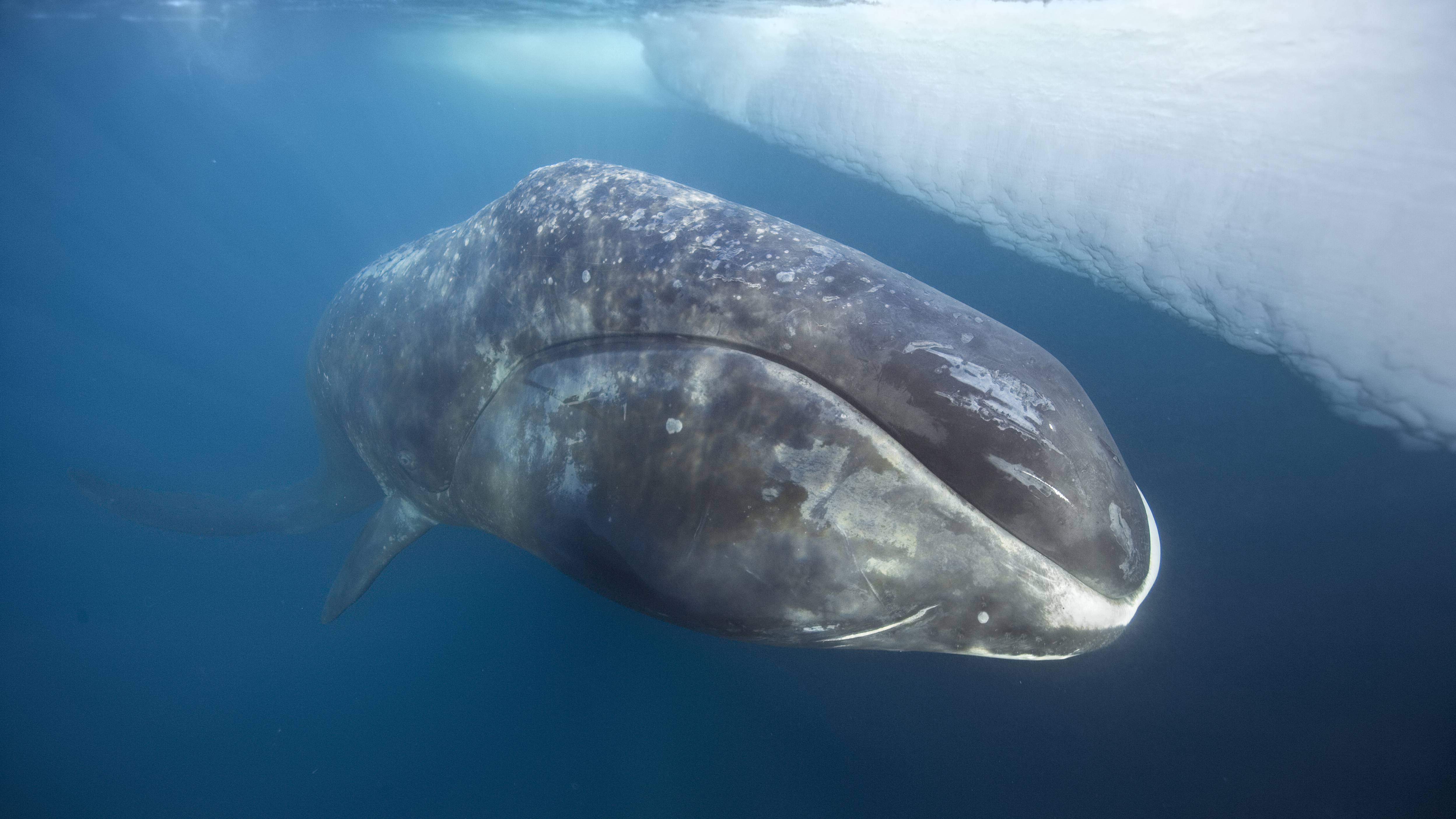 Longest Living Mammal On Earth - The Earth Images Revimage.Org