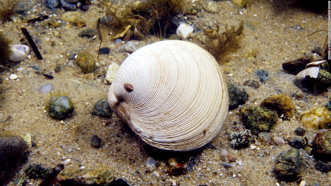 It is common to find ocean quahogs aged 100 years or older, the &lt;a href=&quot;http://www.nefsc.noaa.gov/fbp/age-man/oq/oq.htm&quot; target=&quot;_blank&quot;&gt;Northeast Fisheries Science Center&lt;/a&gt; said. Scientists have recorded a maximum shell length of 5½ inches for this species of clam and estimate a maximum lifespan of 225 years. The bands around their shells, like rings within a tree, are marks of their age, researchers believe. A slower-growing clam, the ocean quahog usually requires two to four decades to fully mature. This clam has an extremely slow metabolism and low oxygen consumption, two factors that may contribute to long life. 