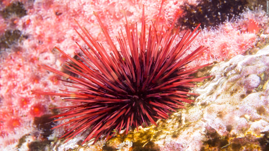 Moving slowly along the bottom of the ocean, red sea urchins use their spines as stilts, according to Alaska&#39;s &lt;a href=&quot;http://www.adfg.alaska.gov/index.cfm?adfg=redseaurchin.main&quot; target=&quot;_blank&quot;&gt;Department of Fish and Game&lt;/a&gt;. The largest of urchins, the red sea variety, can reach nearly 3 inches in spine length while its outer skeleton can grow to a diameter of more than 7 inches. Generally, by age 10, these urchins stop growing in diameter, though they may continue to slowly plump. Research suggests that red urchins routinely celebrate 100 birthdays, yet scientists estimate that some discovered near Vancouver Island may be twice that age. These creatures vary in color between a uniform red and dark burgundy.