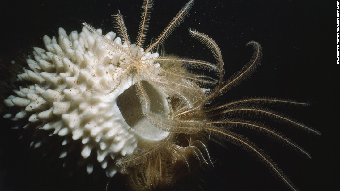 A simple glance reveals the Antarctic sponge to be among the most primitive of animals. Yet these remote sea creatures have versatile feeding behaviors, can produce unique chemicals and can display complex developmental processes, according to the &lt;a href=&quot;http://www.antarctica.gov.au/about-antarctica/wildlife/animals/sponges&quot; target=&quot;_blank&quot;&gt;Australian Antarctic Division&lt;/a&gt;. Sponges grow extremely slowly in the low temperatures they inhabit. Along with other low-metabolism species, sponges enjoy long lifespans. In fact, researchers calculated one specimen to be 1,550 years old.