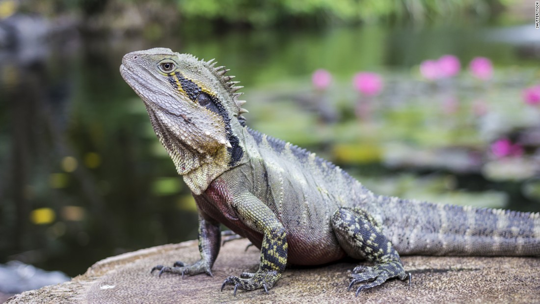 Tuatara, which live on 32 offshore islands of New Zealand, are the only surviving species in an ancient order of reptiles that lived during the age of dinosaurs. They tip the scales at 2 pounds or less, according to &lt;a href=&quot;https://www.britannica.com/animal/tuatara&quot; target=&quot;_blank&quot;&gt;Encyclopedia Britannica&lt;/a&gt;. They can live more than 100 years, with most arriving safely at 60 -- an age that does not stop some females from continuing to reproduce. The tuatara&#39;s bite is strong, with a single row of teeth in its lower jaw fitting into a groove between two rows of chompers in its upper jaw. Though this reptile has no ears, it can hear, and though it has three eyes, only two can see.