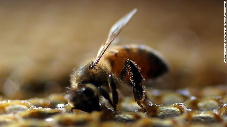 Bees can be taught to add and subtract