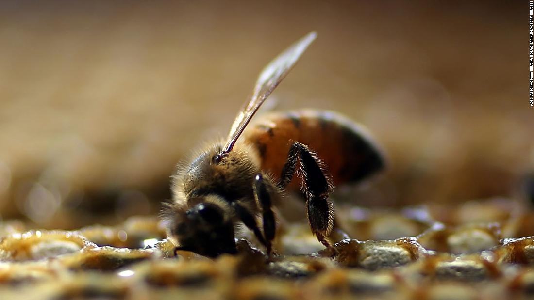 Honey Has Numerous Health Benefits for Bees, Science