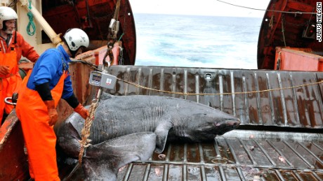 Long in the tooth: Greenland shark named longest-living vertebrate